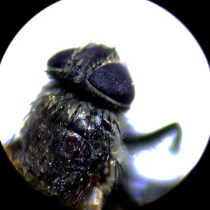 Микроскоп стереоскопический MAGUS Stereo A10, изображение 18