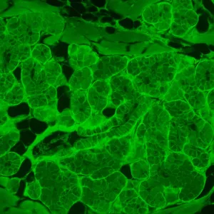 Микроскоп люминесцентный инвертированный MAGUS Lum V500L, изображение 17