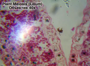 Видеоокуляр ToupCam 3,2 Мпикс, изображение 7