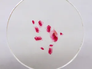 Набор микропрепаратов Konus 10: «Потрясающий мир в капле воды», изображение 4