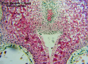 Видеоокуляр ToupCam 1,31 Мпикс, изображение 6
