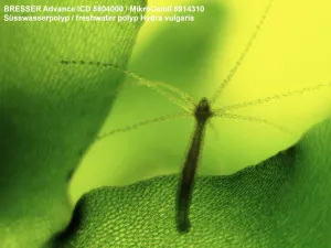 Микроскоп Bresser Advance ICD 10x–160x, изображение 5