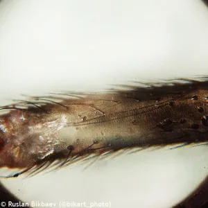 Микроскоп Levenhuk Rainbow D50L PLUS, 2 Мпикс, Moonstone\Лунный камень, изображение 24