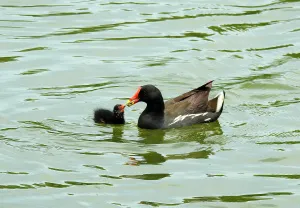 Фототелескоп Levenhuk Kelvin MAK127 AZ GOTO Wi-Fi, изображение 20