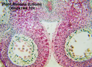 Видеоокуляр ToupCam 14 Мпикс, изображение 6
